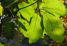 Rezervatia Naturala Arboretul De Fag Secular De La Raul Mic